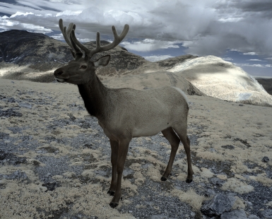 Tundra