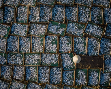 Anchovy Drying Racks, Vietnam