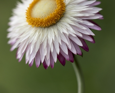 Xerochrysum bracteatum