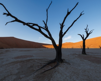 Trees die standing up.
