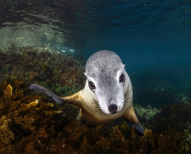Sea Puppy Gaze