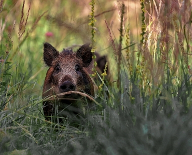 Curious Piglets