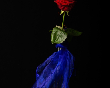 Romantic Rose