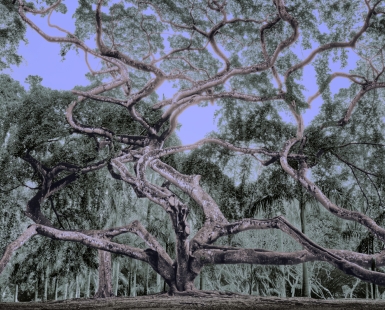 Neural Canopy