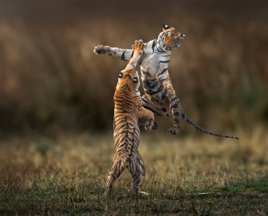Sibling Rivalry