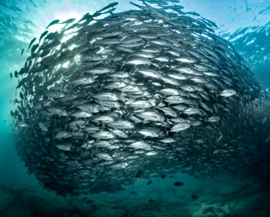 The wall of life