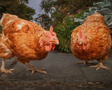 What the cluck are you looking at?