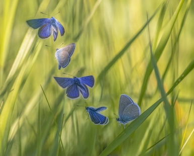 Blue flight