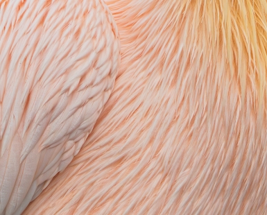 Pelican in Pastel