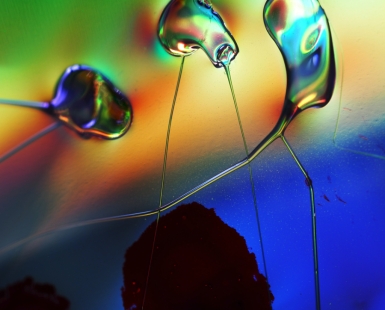 Pollen Illusion 2