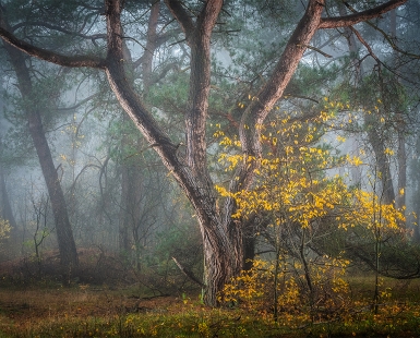 Autumn Fairytale