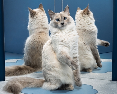 Mirror reflection with Blanca